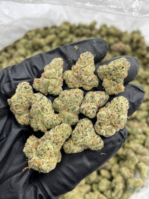Gelato Black Cherry